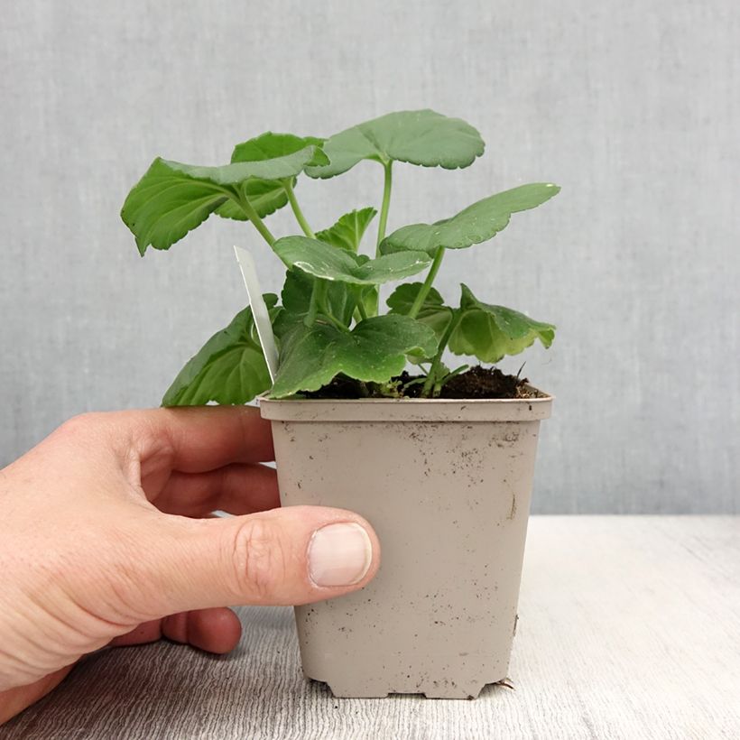 Example of Géranium zonale Icecrystal Godet de 8/9 cm as you get in printemps