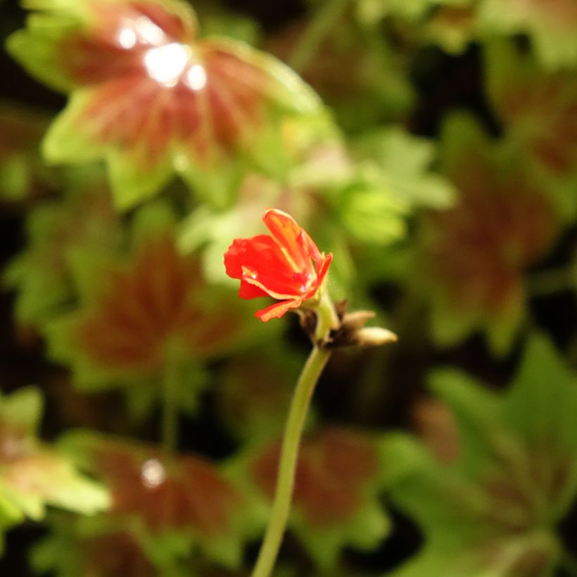 Géranium zonale Vancouver - Pelargonium  (Flowering)