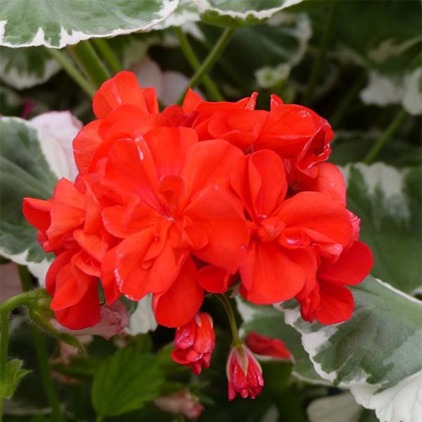 Géranium zonale Wilhelm Langguth - Pelargonium fantaisie (Flowering)
