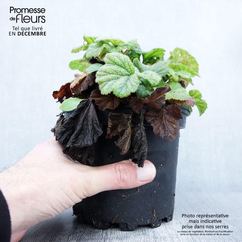 Example of Geum coccineum Borisii - Benoîte orange Pot de 2L/3L as you get in automne