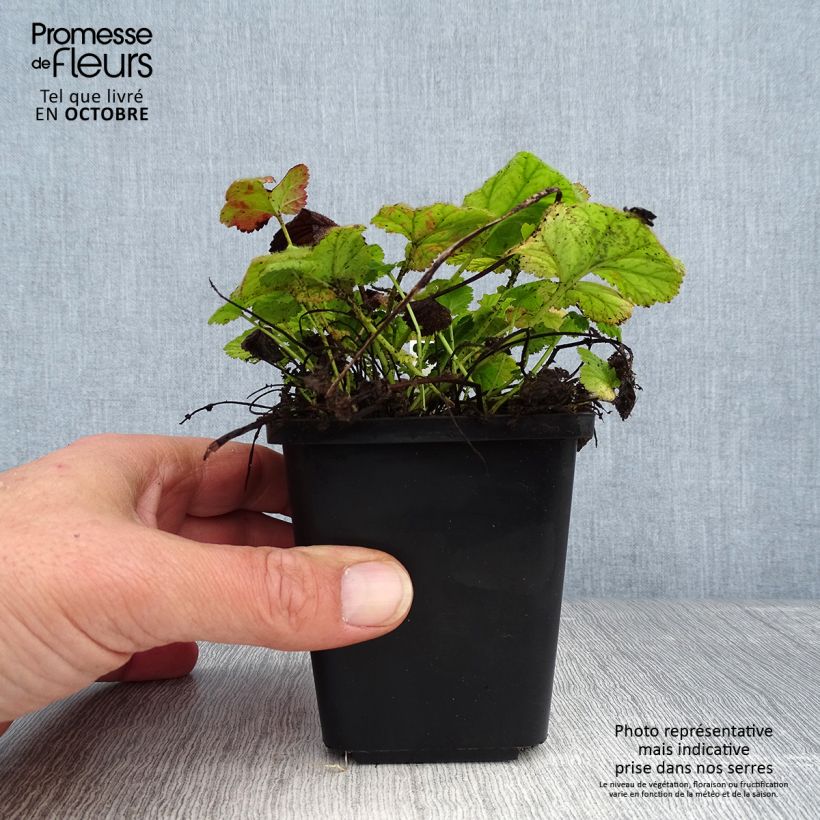 Example of Geum coccineum Koi - Benoîte Godet de 8/9 cm as you get in automne