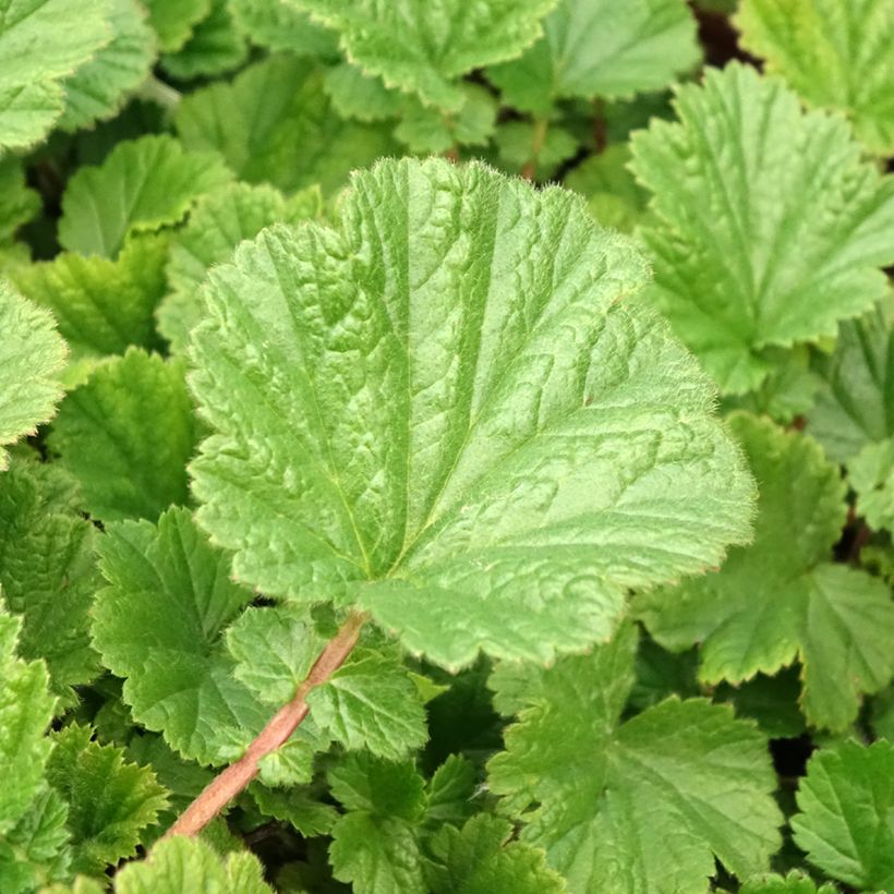 Geum Cocktail Sea Breeze - Benoîte orange (Foliage)