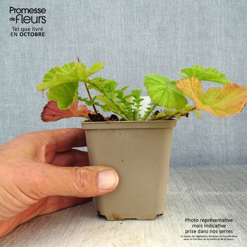 Example of Geum Coral Tempest - Benoîte hybride Godet de 8/9 cm as you get in automne