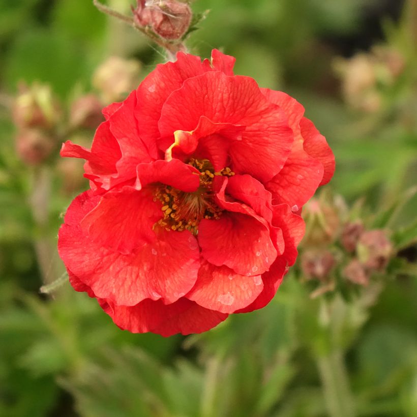 Geum Fiery Tempest - Benoîte hybride (Flowering)