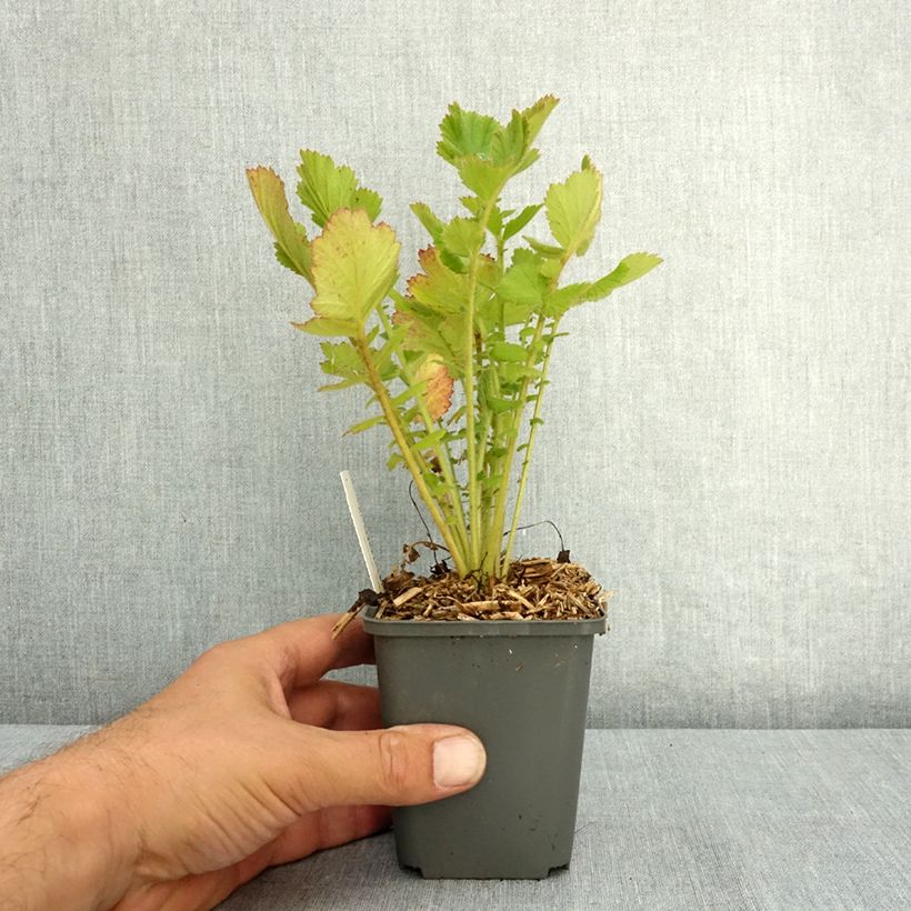 Example of Geum Firestarter - Benoîte hybride Godet de 8/9 cm as you get in ete