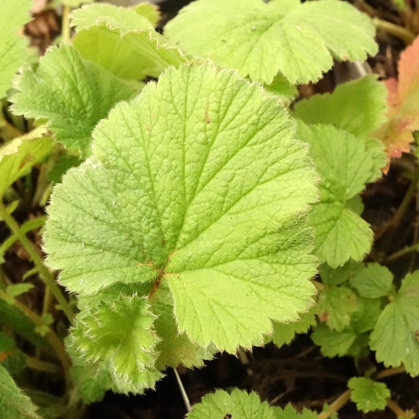 Geum Scarlet Tempest - Benoîte hybride (Foliage)