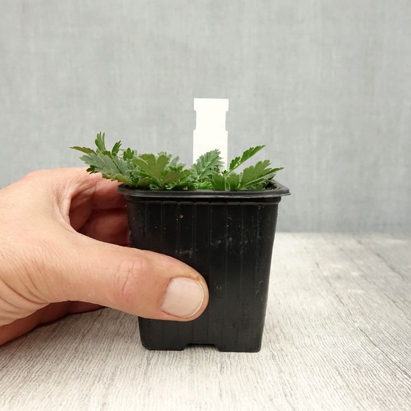 Example of Geum triflorum - Benoîte rose rougeâtre Godet de 8/9 cm as you get in automne