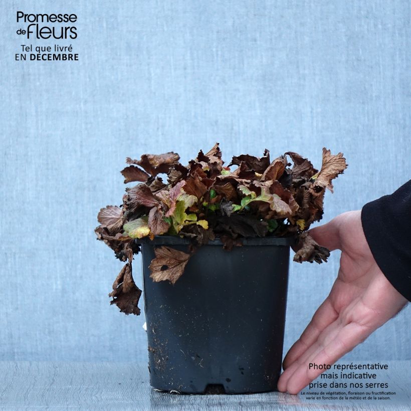 Example of Geum Tutti Frutti - Benoîte jaune orangé Pot de 2L/3L as you get in automne