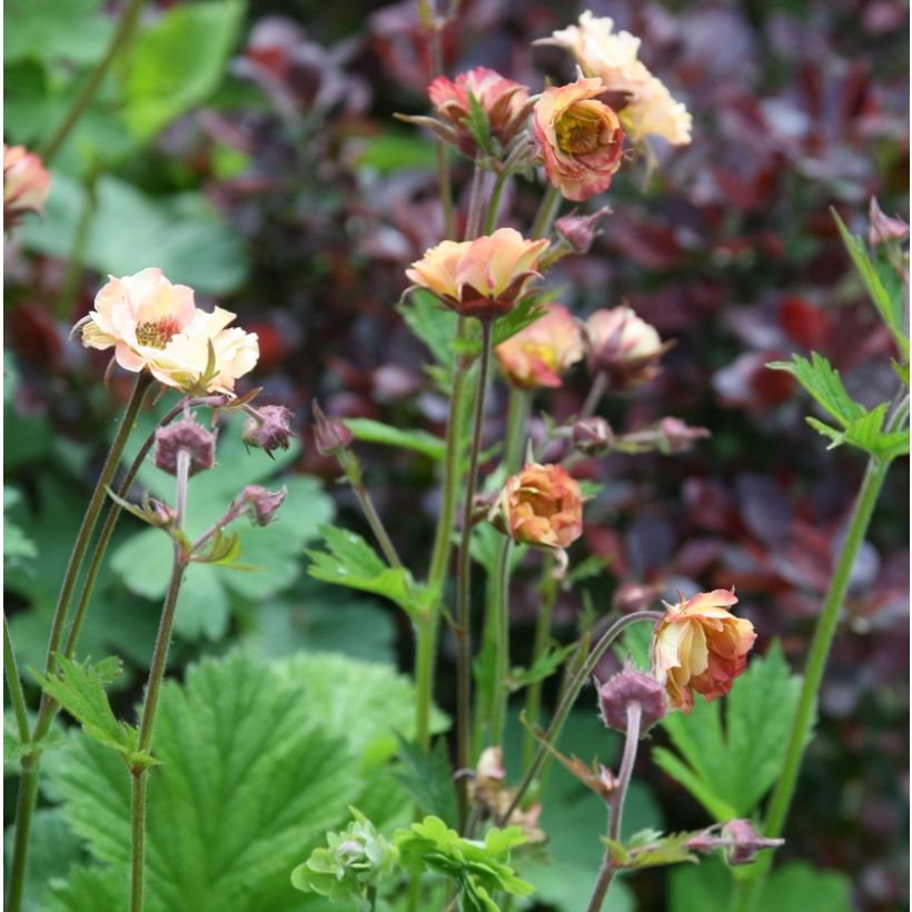 Geum Mai Tai - Benoîte saumon abricot  (Plant habit)