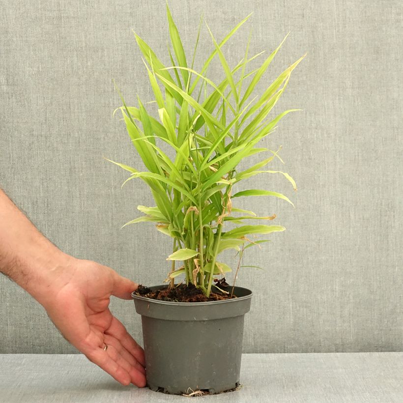 Example of Gingembre - Zingiber officinale Pot de 1,5L/2L as you get in ete