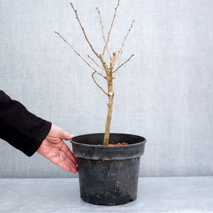 Example of Ginkgo biloba Baldi - Arbre aux quarante écus nain Pot de 4L/5L as you get in hiver
