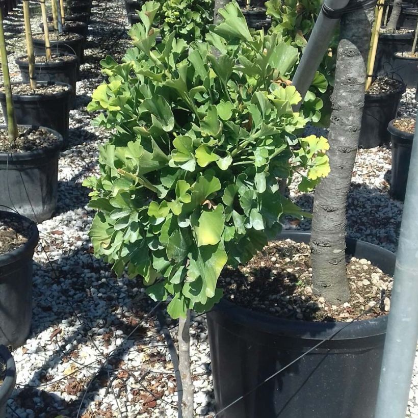 Ginkgo biloba Chris Dwarf (Foliage)