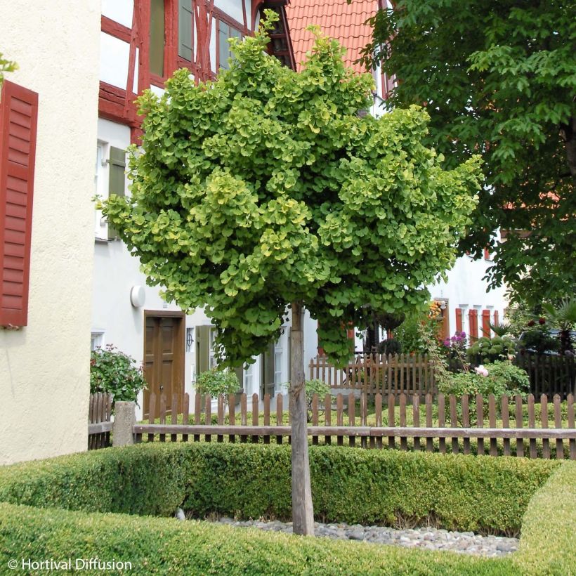 Arbre aux 40 écus - Ginkgo biloba Globus (Plant habit)