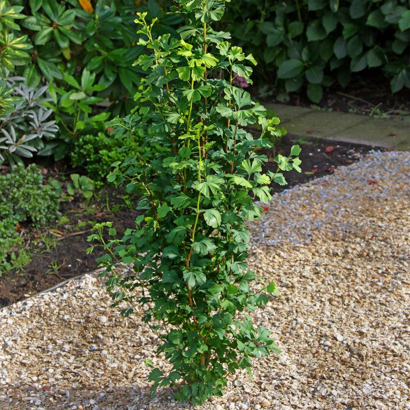 Ginkgo biloba Menhir - Arbre aux quarante écus  (Plant habit)