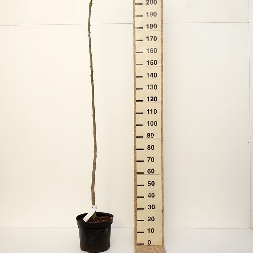 Example of Ginkgo biloba Pendula - Arbre aux quarante écus Pot de 12L/15L, Tige as you get in hiver