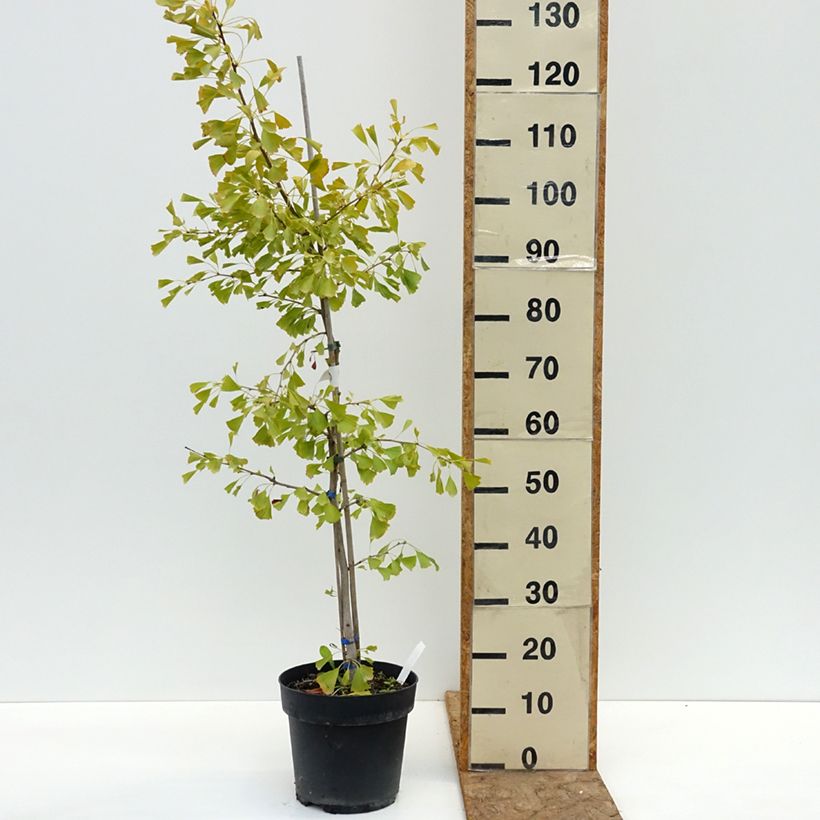 Example of Ginkgo biloba Saratoga - Arbre aux quarante écus Pot de 6L/7L as you get in ete