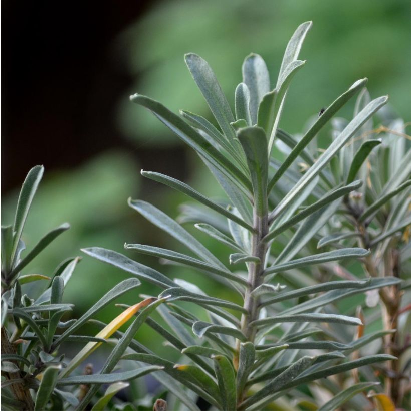 Giroflée arbustive - Erysimum Bowles Mauve (Foliage)