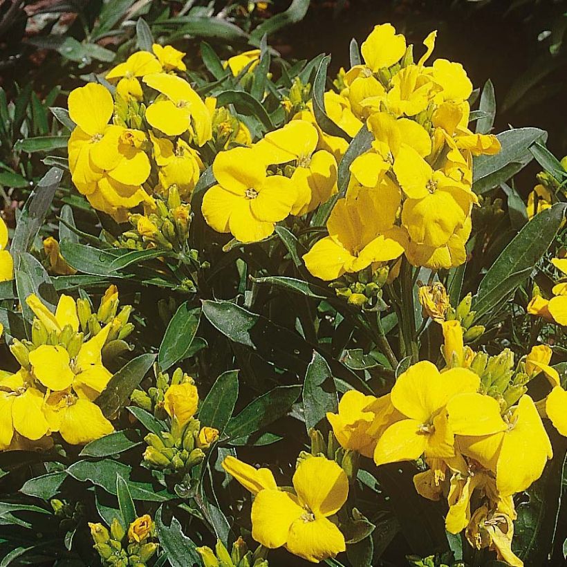 Giroflée ravenelle Cloth of Gold Mini motte - Erysimum cheiri  (Flowering)