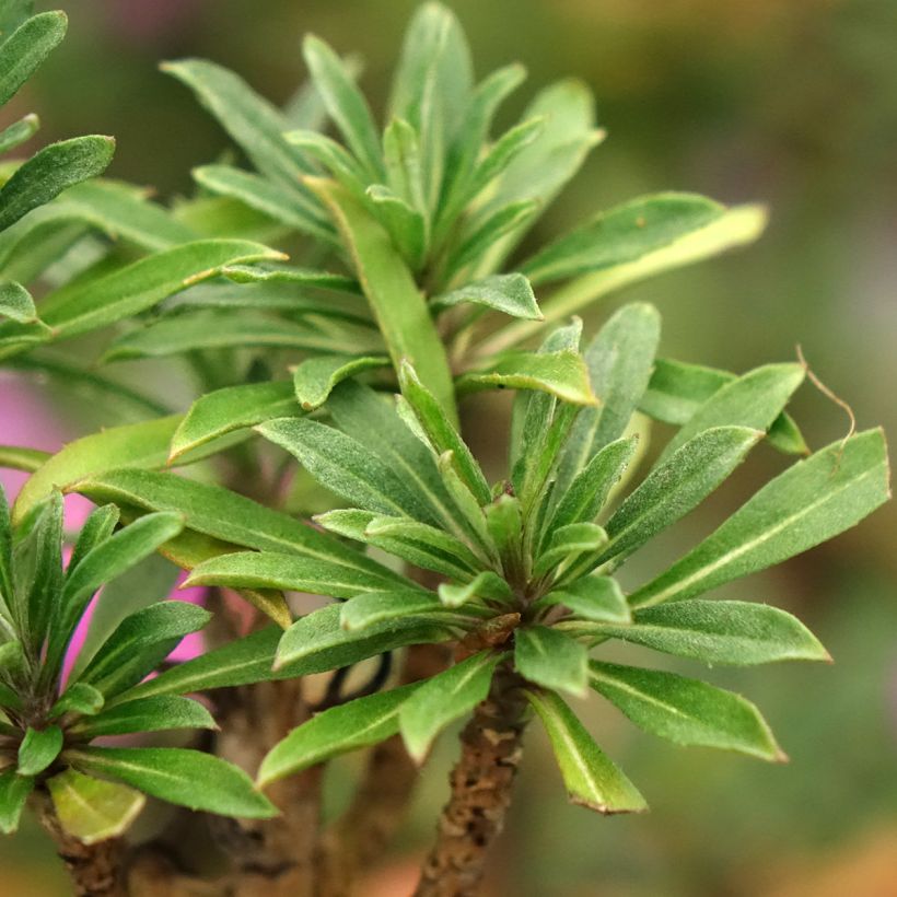 Giroflée vivace - Erysimum Colour Vibe Purple (Foliage)