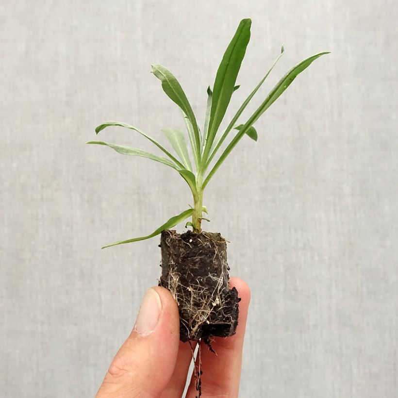 Example of Giroflée vivace - Erysimum Winter Passion Mini-motte Ø 3/4 cm as you get in automne