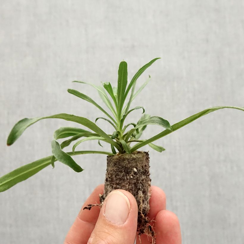 Example of Giroflée vivace - Erysimum Winter Touch Mini-motte Ø 3/4 cm as you get in automne