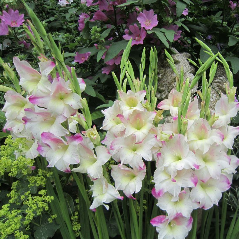 Glaïeul colvillei Frozen Sparks (Plant habit)