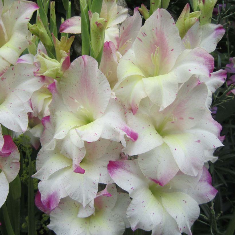 Glaïeul colvillei Frozen Sparks (Flowering)