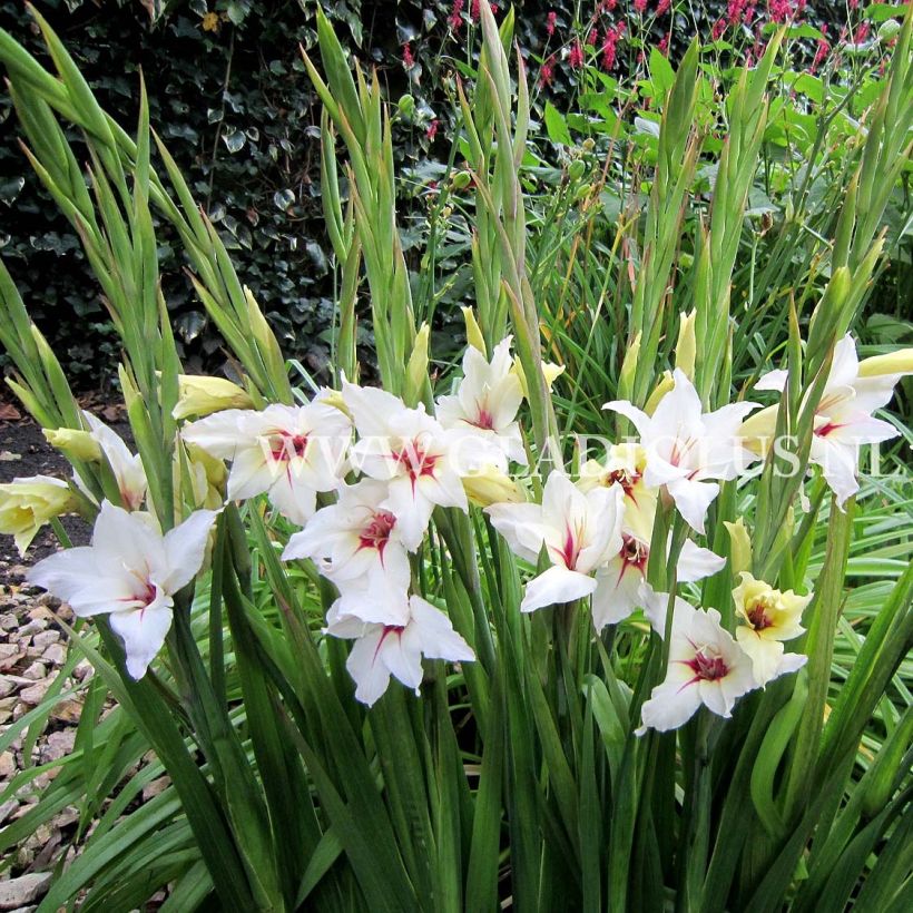 Glaïeul ou Gladiolus Lucky Star (Flowering)
