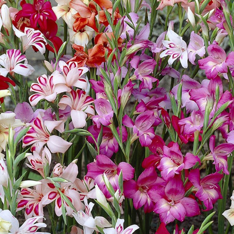 Glaïeuls ou Gladiolus colvillei en mélange (Flowering)