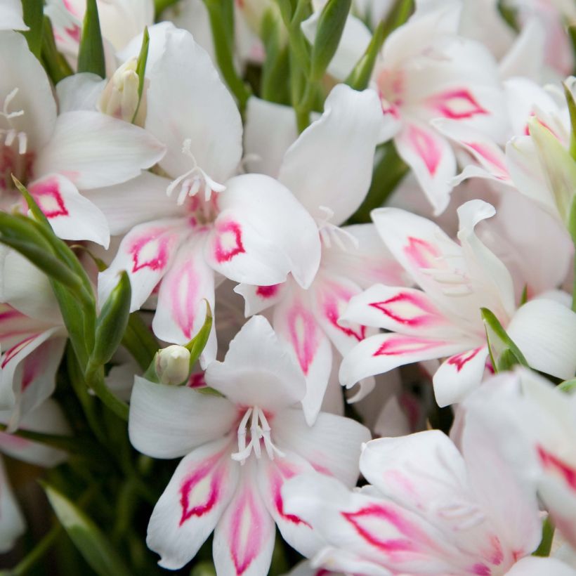 Glaieul ou Gladiolus colvillei Nymph (Flowering)