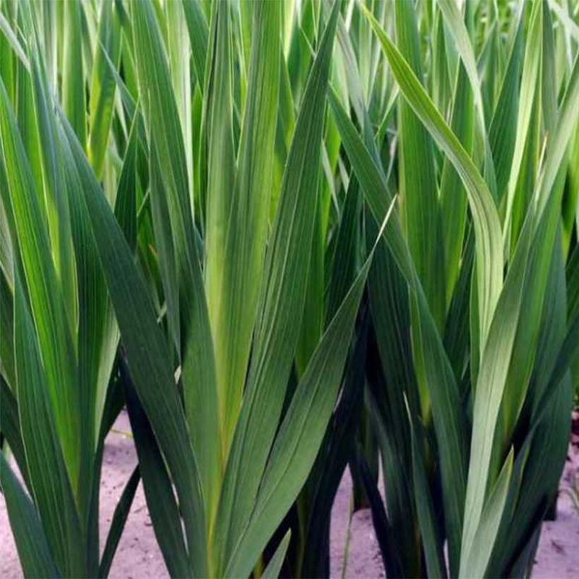 Glaïeul ou Gladiolus Cream Perfection (Foliage)