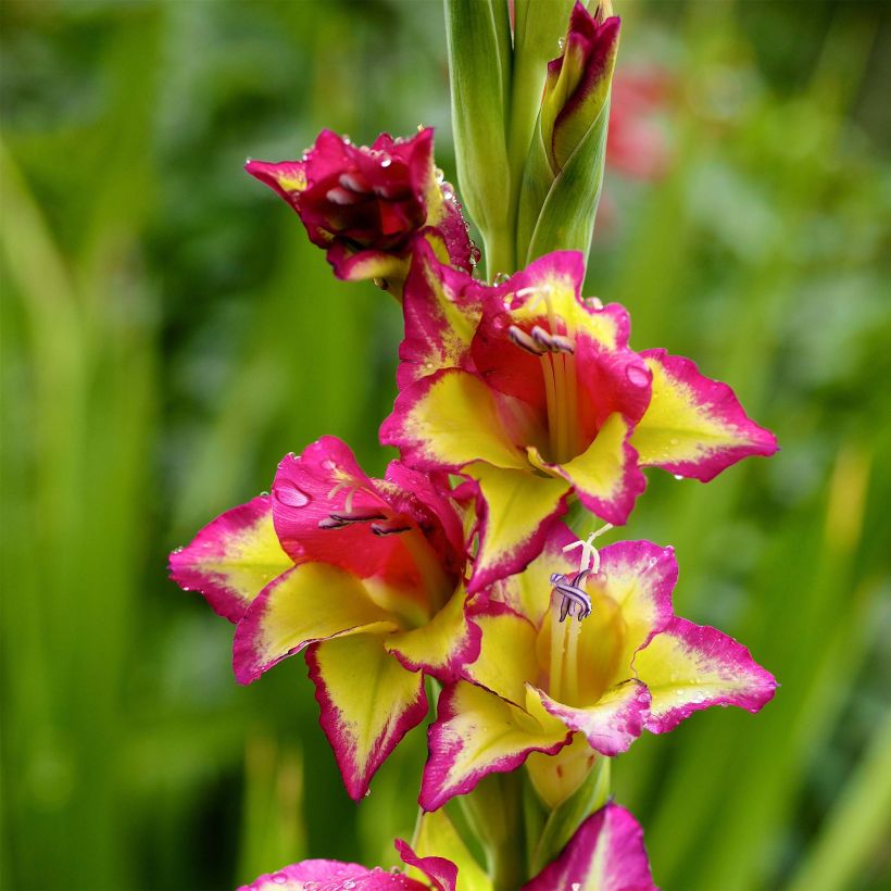 Glaïeul Flevo Laguna (Flowering)