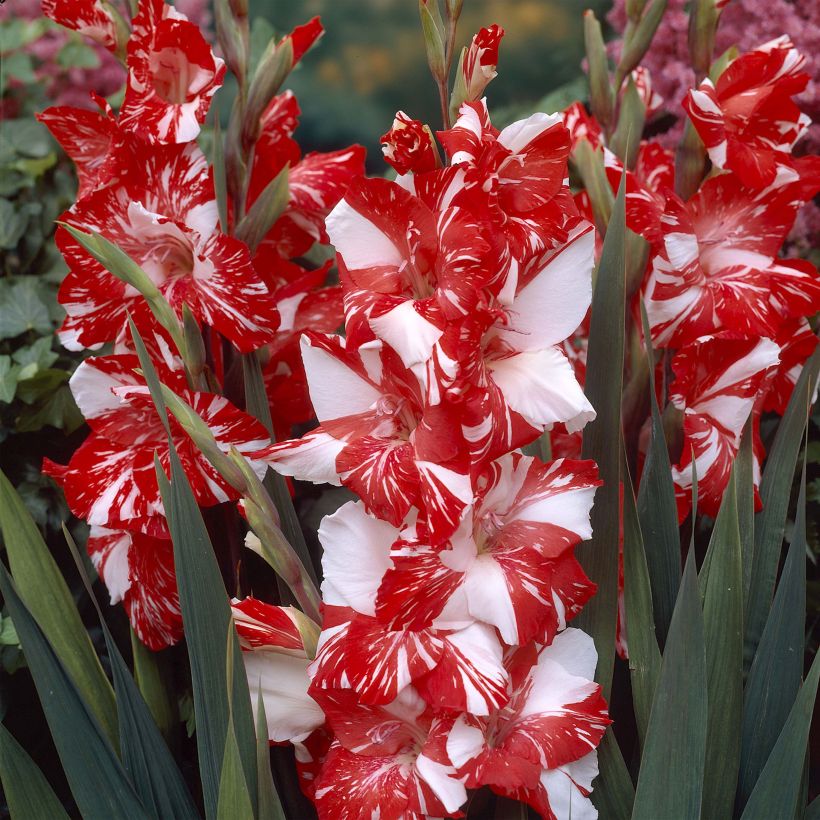 Glaïeul Zizanie (Flowering)