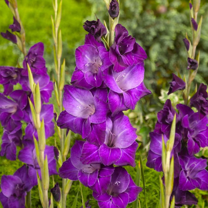 Glaïeul ou Gladiolus papillon Violetta (Flowering)