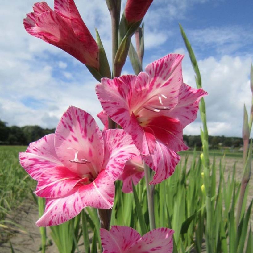 Glaïeul tubergenii Bibi (Flowering)