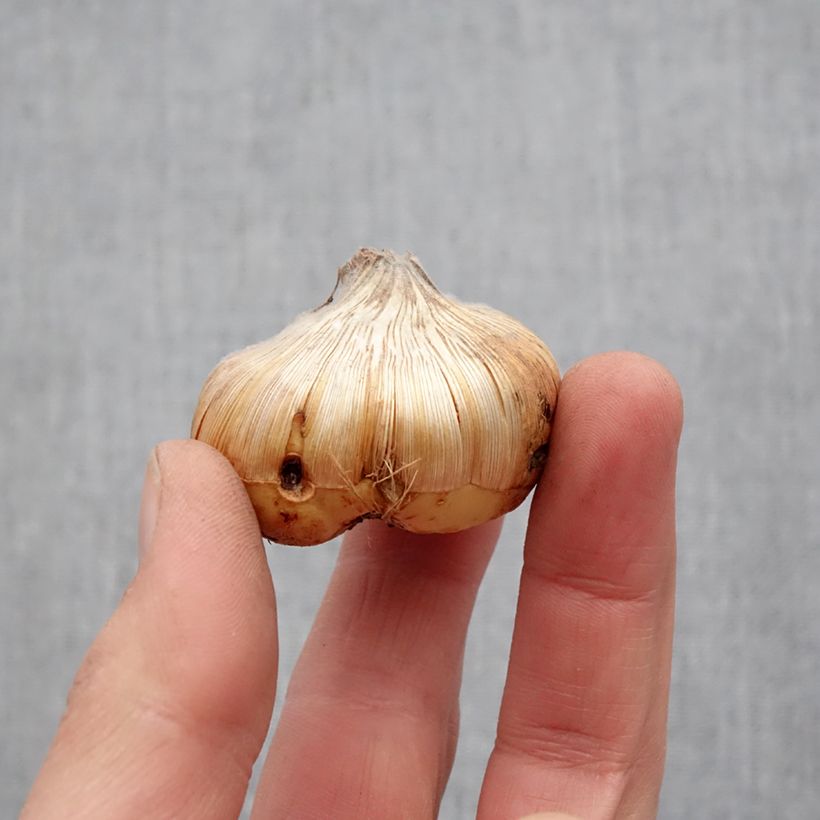 Example of Glaïeul ou Gladiolus Home Coming Bulbe size 14+ as you get in printemps
