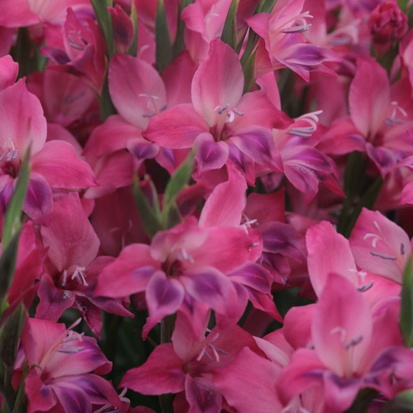 Gladiolus nanus Vulcano - Glaïeul papillon (Flowering)