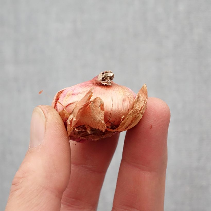 Example of Glaieul ou Gladiolus primulinus Atom Bulbe size 8+ as you get in printemps