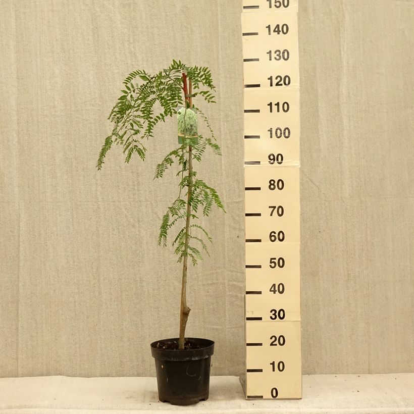 Example of Gleditsia triacanthos Emerald Cascade - Févier d'Amérique Pot de 7,5L/10L, Tige as you get in ete