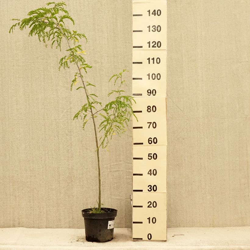 Example of Gleditsia triacanthos - Févier d'Amérique Pot de 4L/5L as you get in ete