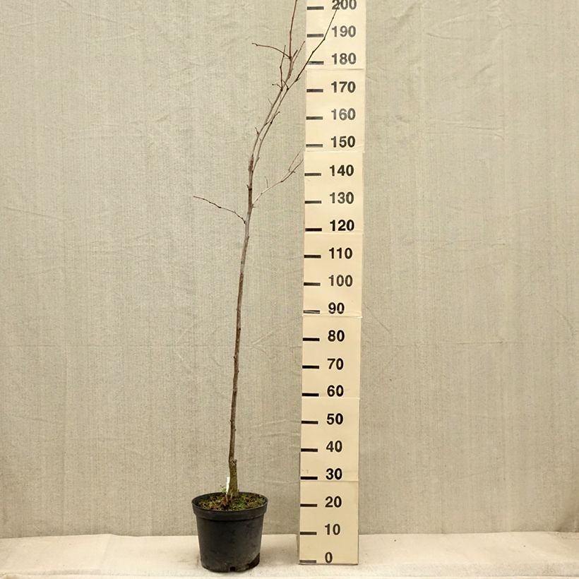 Example of Gleditsia triacanthos Shademaster - Févier d'Amérique Pot de 7,5L/10L as you get in automne