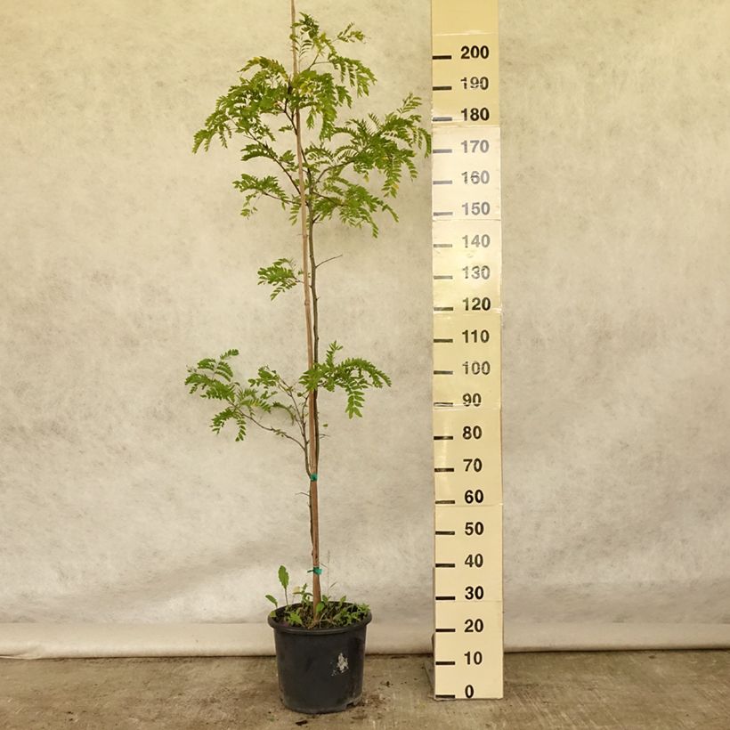 Example of Gleditsia triacanthos Skyline - Févier d'Amérique Pot de 12L/15L, Baliveau as you get in ete