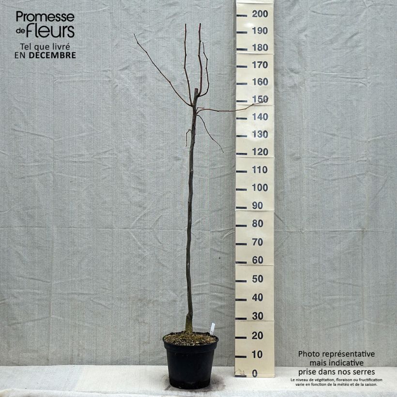 Example of Gleditsia triacanthos Skyline - Févier d'Amérique Pot de 7,5L/10L as you get in automne