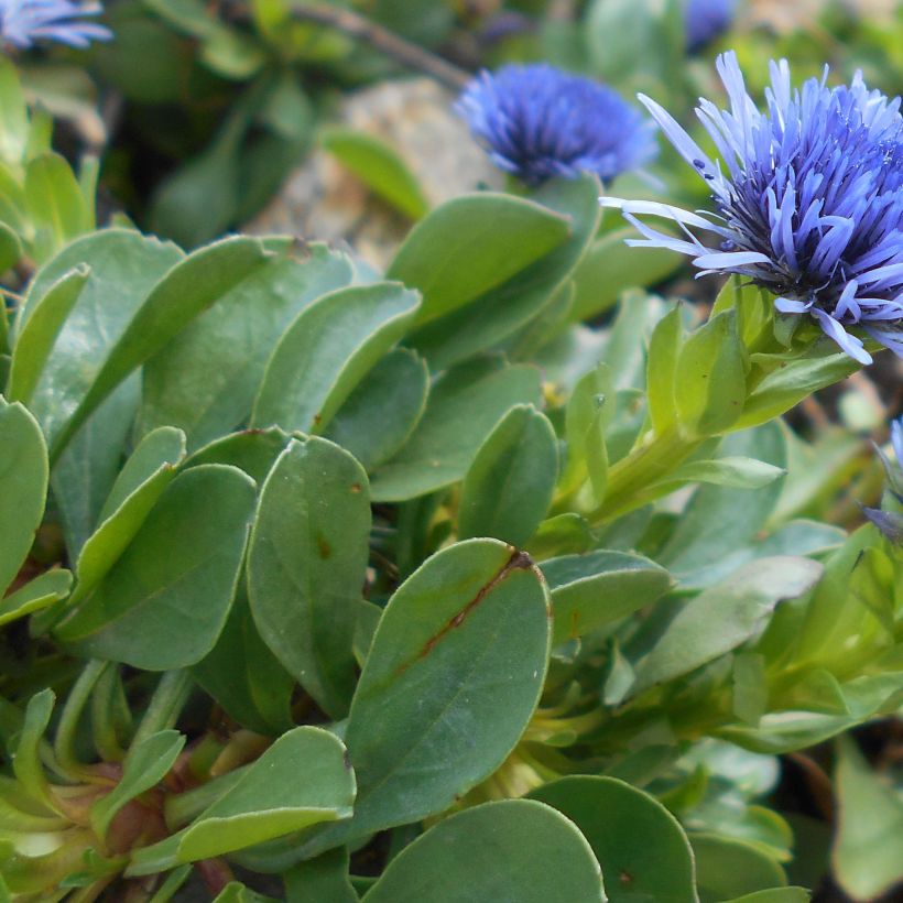 Globularia trichosantha - Globulaire (Foliage)