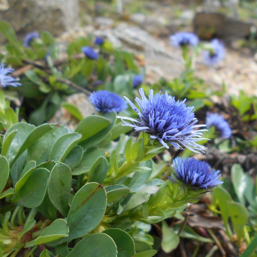 Globularia trichosantha - Globulaire (Flowering)