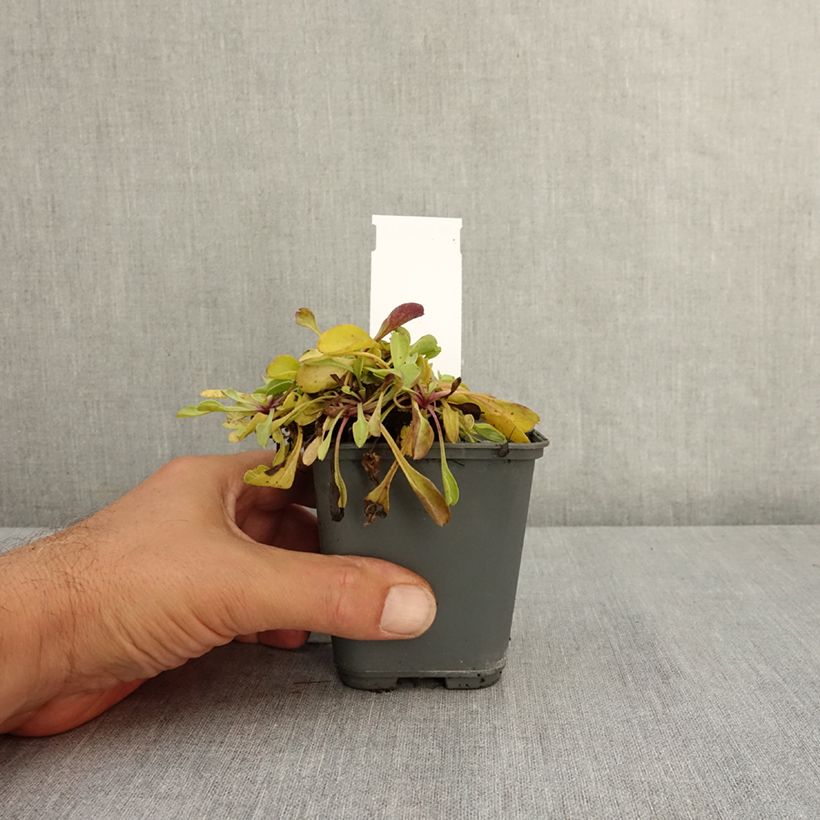 Example of Globularia trichosantha - Globulaire Godet de 8/9 cm as you get in ete