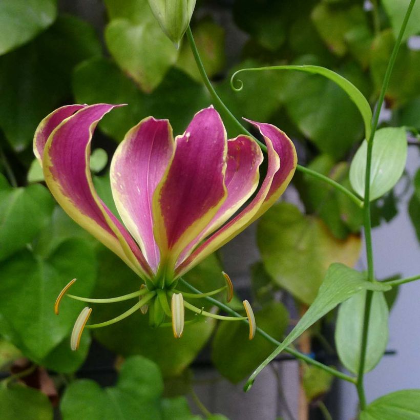 Gloriosa Carsonii - Lis glorieux (Flowering)