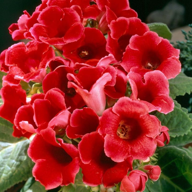 Gloxinia Etoile de feu   (Flowering)