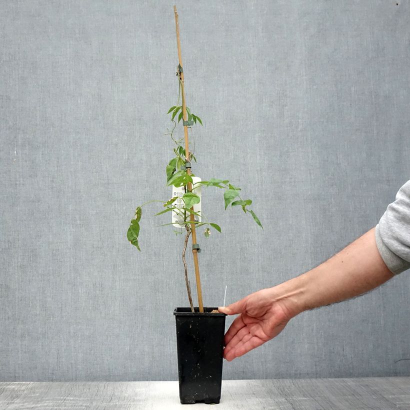 Example of Glycine Blue Moon - Wisteria frutescens var. macrostachya Pot de 2L/3L as you get in ete