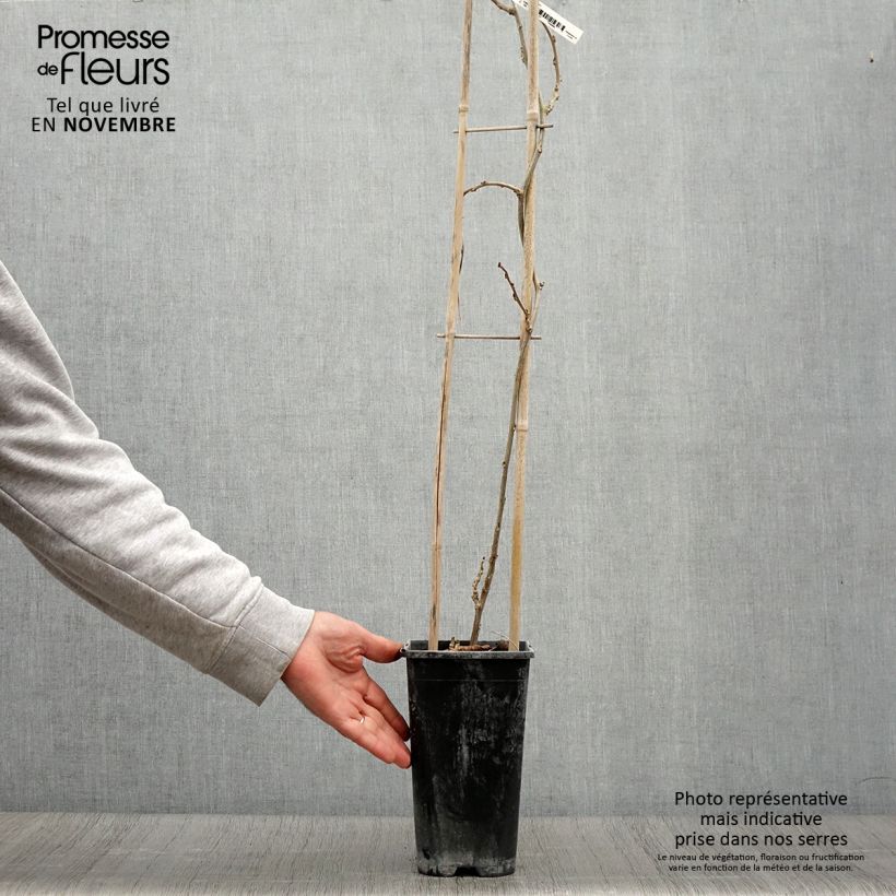 Example of Glycine de Chine Blue Line - Wisteria sinensis Pot de 2L/3L as you get in automne